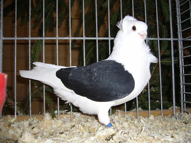 Kreisschau Coesfeld 2008 244.jpg - Altdeutsche Mövchen schwarz  von Siegrid Janßen Preis HV 96 E